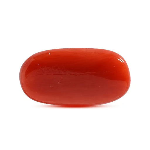 Red Coral - 8.67 carats