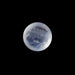 Blue Moonstone - 1.76 Carats