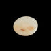 Opal - 7.90 carats