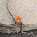 Carnelian Silver Rakhi - RK-1CL