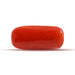 Red Coral - 2.4 carats