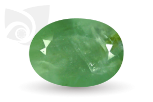 Jade (Crassula)
